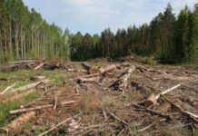 О «черных» кировоградских лесорубах и неизбежности расплаты за преступление