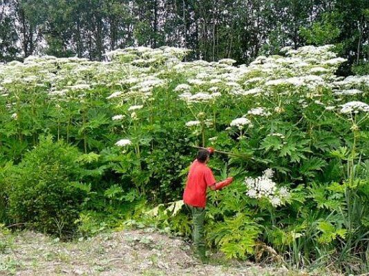 «Зеленые вредители» Кировоградщины: методы борьбы с ними