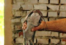 История Благовещенской рыбной фермы, где сомы растут в минеральной воде