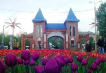 Инновационное озеленение: как Кропивницкий может стать городом «живых стен»