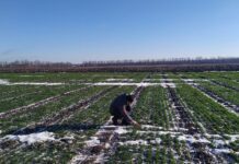 Влияние климата на сельское хозяйство Кировоградщины