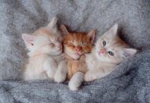 Прихований ворог у вашій оселі: як захистити родину та кота від гельмінтів