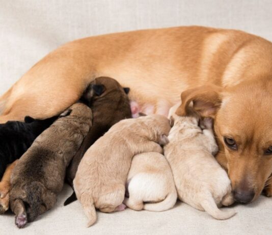 Біологія та менеджмент розведення: професійний підхід до супроводу вагітності у собак